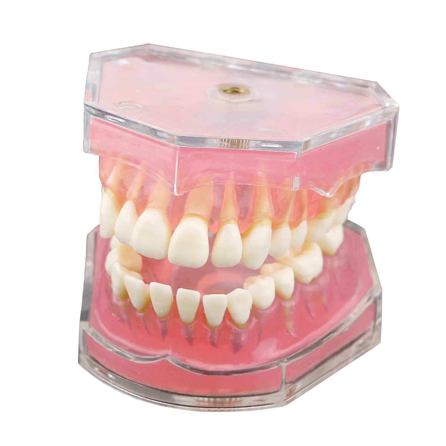 Dental Teeth Model