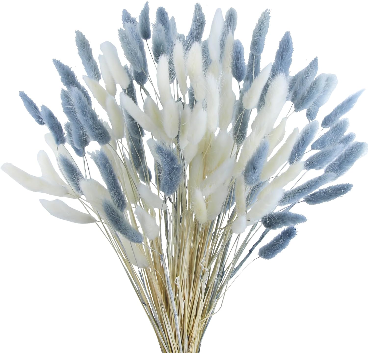 Dried Bunny Tail Flowers