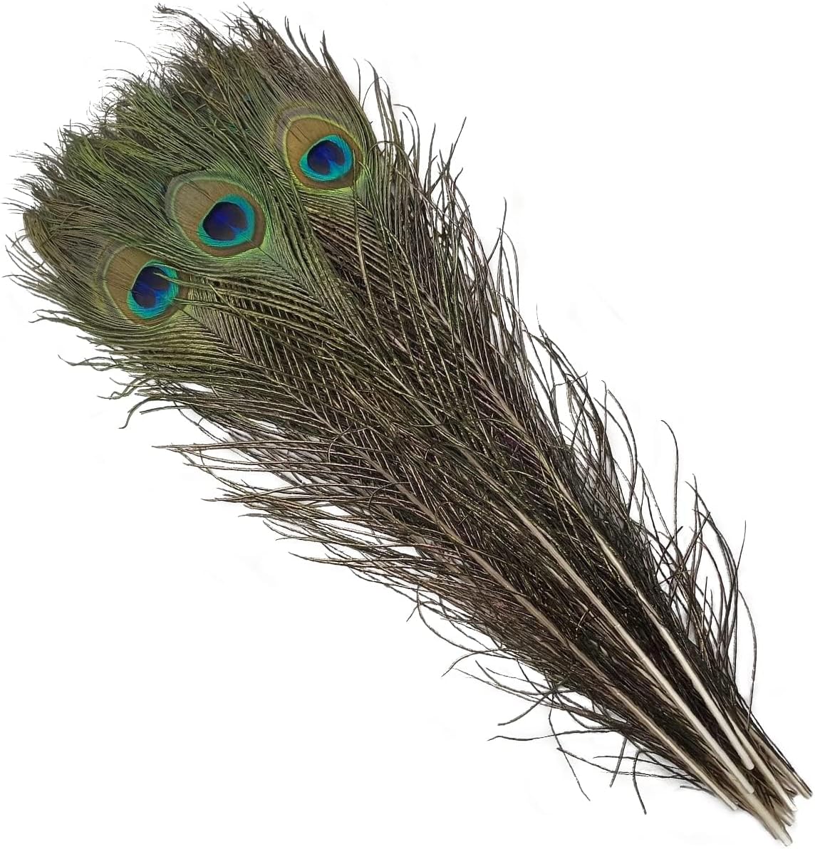 Peacock Feathers (10 pack)