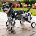 Full Body Dog Wheelchair, Adjustable 4 Wheels (XSLW for 17.5-33.5lbs)