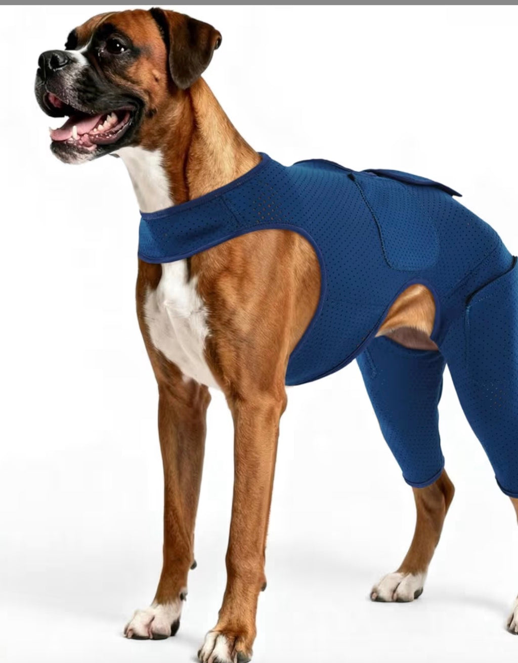 ROZKITCH Waterproof Dog Recovery Suit After Surgery, Perforated Neoprene Hind Leg Support Design, Blue LARGE