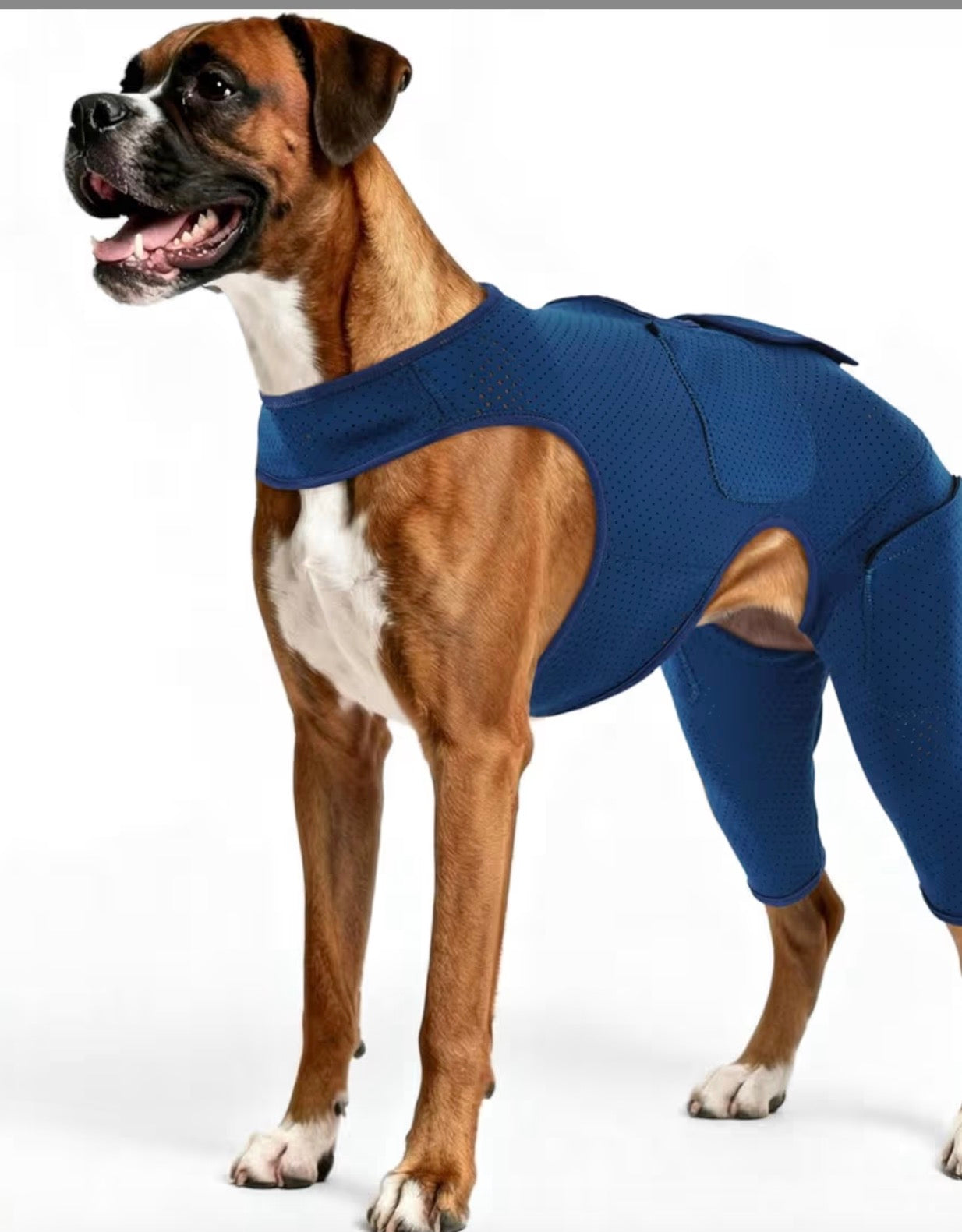 ROZKITCH Waterproof Dog Recovery Suit After Surgery, Perforated Neoprene Hind Leg Support Design, Blue LARGE