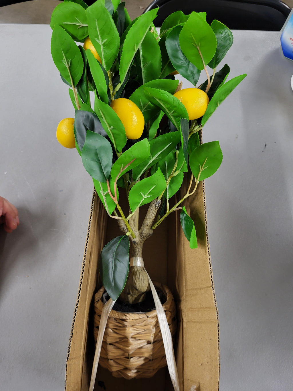 Artificial Citrus Plant