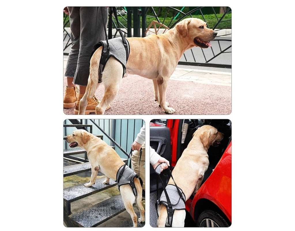 Dog Back Legs Lifting Harness (Size Large)