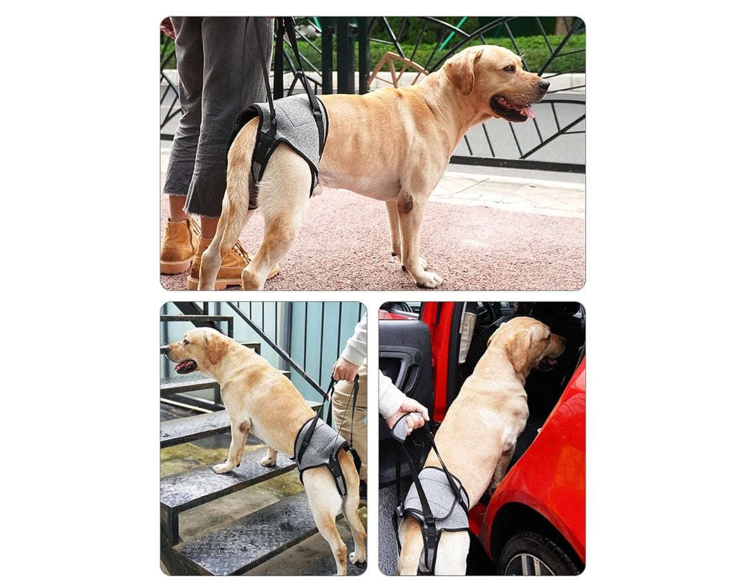 Dog Back Legs Lifting Harness (Size Large)
