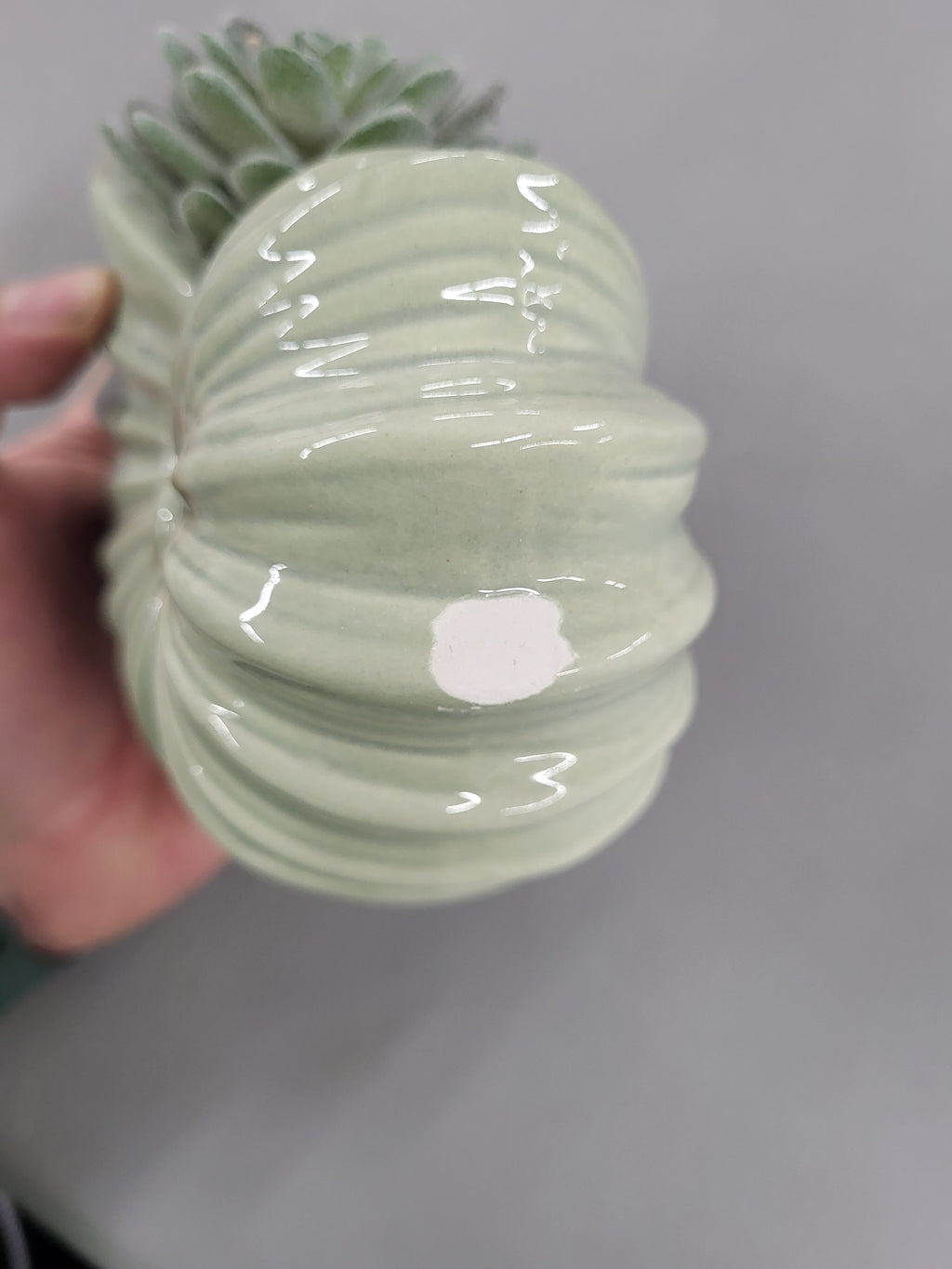 Artificial Succulent in Glass Shell Pot