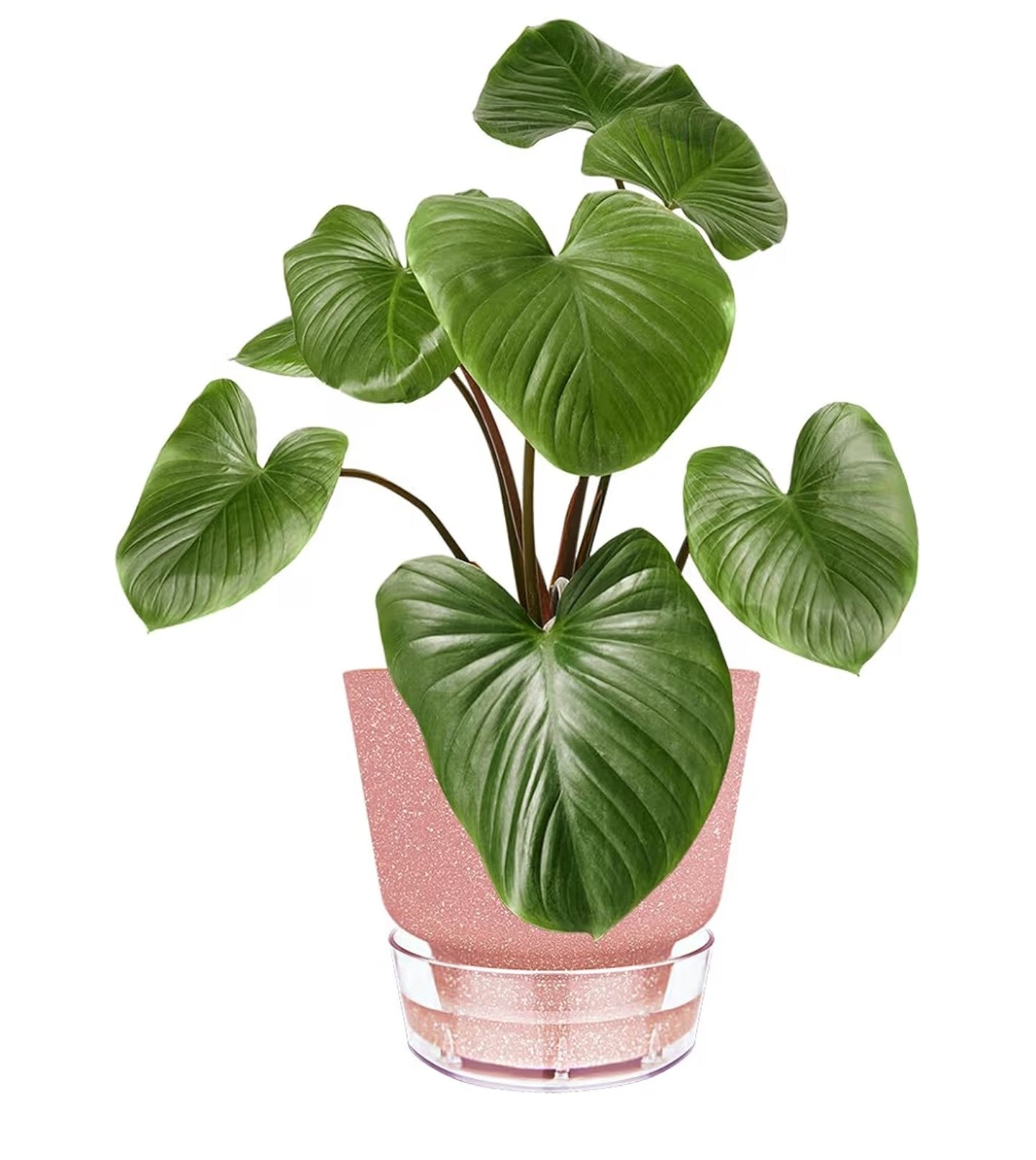 Self Watering Pots for Indoor Plants, with Visible Reservoir.