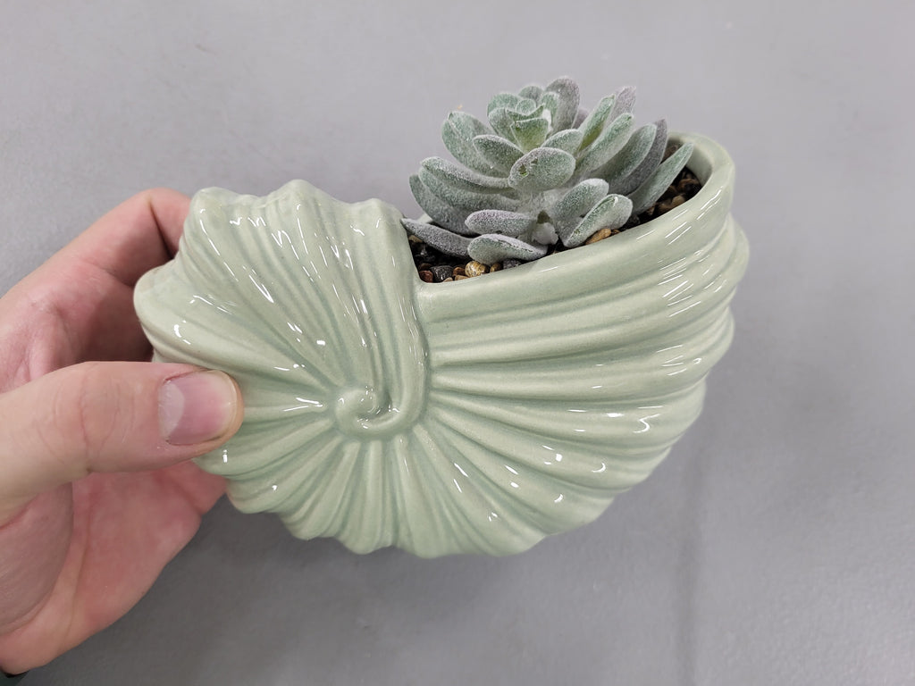 Artificial Succulent in Glass Shell Pot