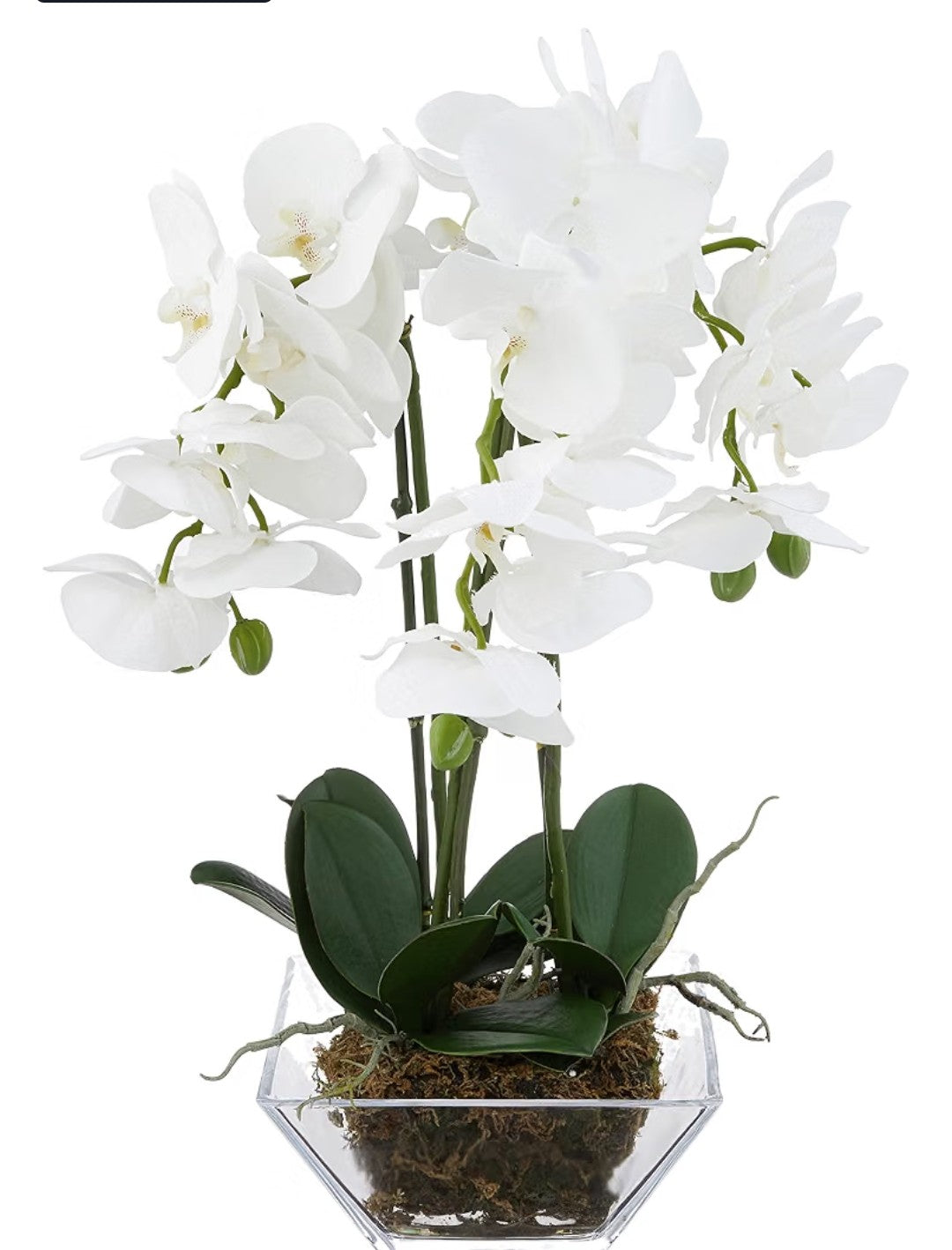 Nearly Natural Triple Phalaenopsis Orchid in Glass Vase